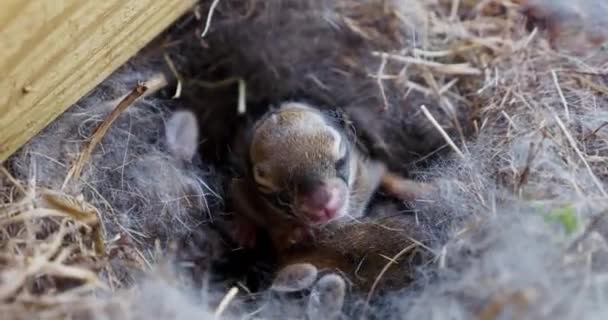 Nahaufnahmen Von Neugeborenen Kaninchen Die Sich Einem Gemütlichen Strohnest Zusammenkuscheln — Stockvideo