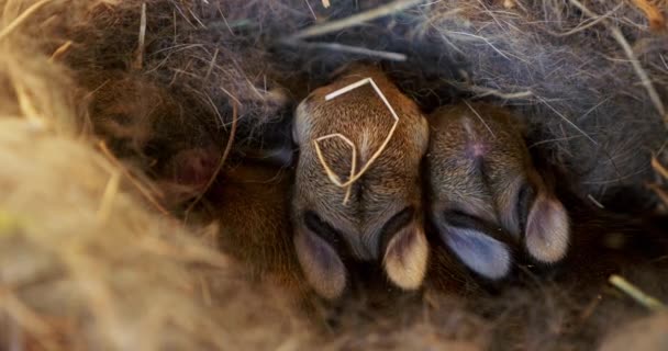 Clip Visar Upp Nyfödda Kaniner Inbäddade Ett Halmbo Fridfull Skildring — Stockvideo