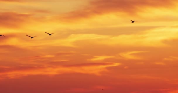 Uccelli Che Volano Alba Arancione Rossa Sulla Spiaggia Paesaggio Surreale — Video Stock