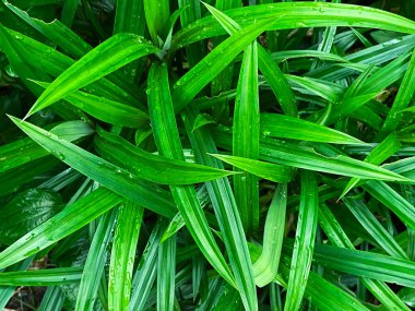 Yeşil pandan yaprağı, su damlaları, yeşil pandan bitkileri.