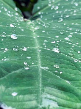 Yuvarlanan suyla birlikte yeşil yaprak, yaprağı kapat.