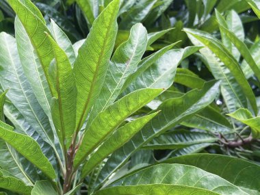 Doğal Yapraklar arka plan, bulanık arka planda taze yeşil adaçayı yapraklarının yakın plan görüntüsü, doğal güneş ışığına karşı