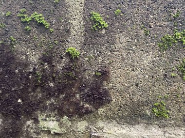 Yosunlu bir beton duvar.