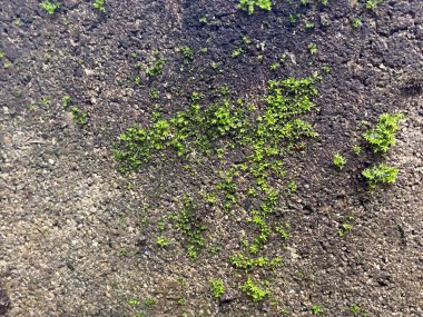 Yüzeyde küçük yeşil moz olan kirli bir topluluk.