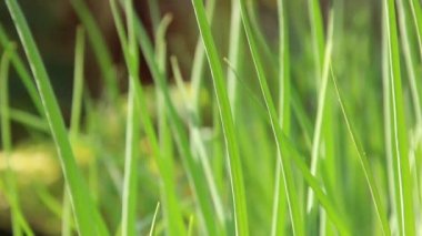 Su damlaları, dengelenmiş kaya piramidiyle suya düşer. Altın ışıklı doğal barış kavramları arka planda bohçalanır.