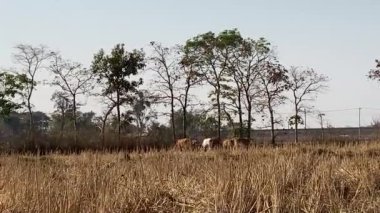 Sabah kırbaçla Asya kuru tarlası