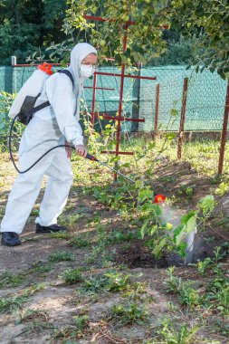Koruyucu takım elbiseli, maske ve gözlüklü bahçıvan profesyonel bir spreycinin yardımıyla genç üzümlerin yapraklarına zararlı zararlılar, oidium ve diğer zararlılardan alınan böcek ilaçları ve mantar ilaçları veriyor. Genç fidelerin yaz tatili.