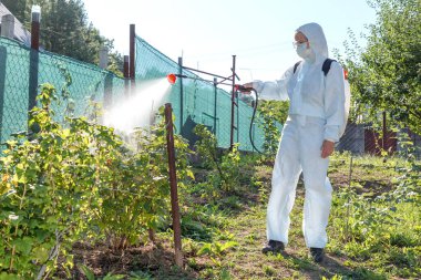 Koruyucu takım elbiseli, maske ve gözlüklü bahçıvan, profesyonel bir spreycinin yardımıyla genç frenk üzümü çalılarının yapraklarına zararlı zararlı zararlılar, oidium ve diğer zararlılardan alınan mantar ilaçları veriyor. Genç fidelerin yaz tatili