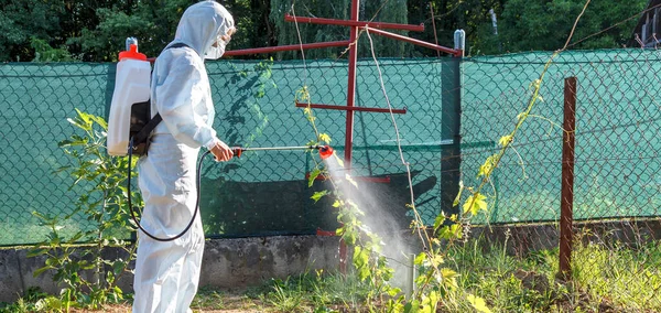 Koruyucu takım elbiseli, maske ve gözlüklü bahçıvan profesyonel bir spreycinin yardımıyla genç üzümlerin yapraklarına zararlı zararlılar, oidium ve diğer zararlılardan alınan böcek ilaçları ve mantar ilaçları veriyor. Genç fidelerin yaz tatili. Panora