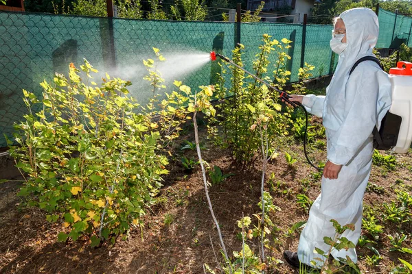The gardener in a protective suit, in a mask and glasses, with the help of a professional sprayer treats the leaves of the young currant bush with insecticides and fungicides from pests mildiu, oidium and others. Summer re-treatment of young seedling