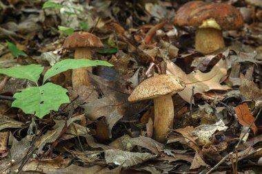Bulbosus Boletus Edulis. Mantar koleksiyonu. Doğal ortamında yenilebilir yaban mantarı