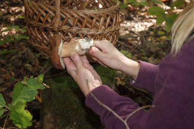 Bulbosus Boletus Edulis. Mantar koleksiyonu. Beyaz mantarlar bir kadının elinde