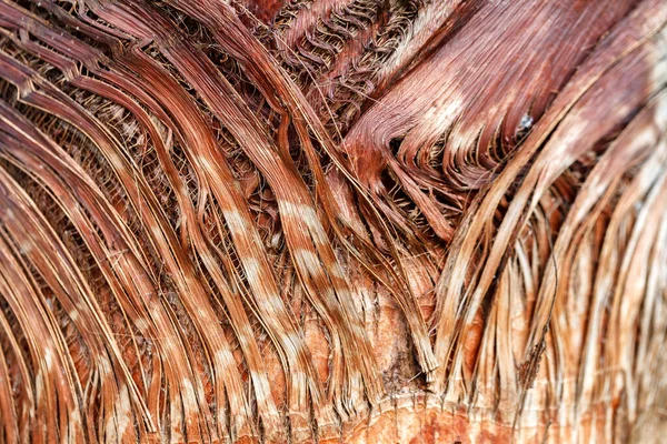 Textura Casca Palmeira Belo Padrão Casca Close — Fotografia de Stock