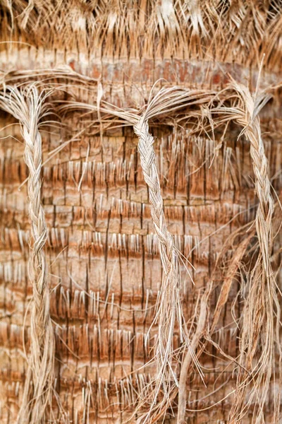 Textura Palm Stromové Kůry Krásná Kůra Vzor Detail — Stock fotografie