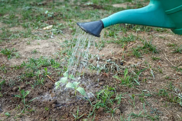 Irrigation Saisonnière Printanière Avec Eau Des Engrais Ainsi Que Ameublement — Photo