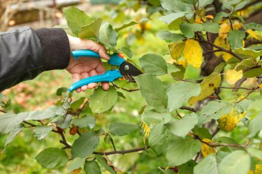 Meyve ağacı buduyor. Bahçe makası. Temizlik için meyve ağacı dalları buduyorum.