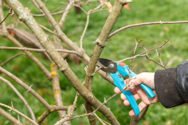 Meyve ağacı buduyor. Bahçe makası. Temizlik için meyve ağacı dalları buduyorum.