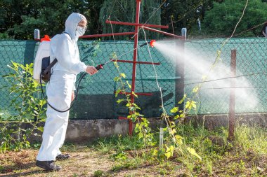 Koruyucu takım elbiseli, maske ve gözlüklü bahçıvan profesyonel bir spreycinin yardımıyla genç üzümlerin yapraklarına zararlı zararlılar, oidium ve diğer zararlılardan alınan böcek ilaçları ve mantar ilaçları veriyor. Genç fidelerin yaz tatili.