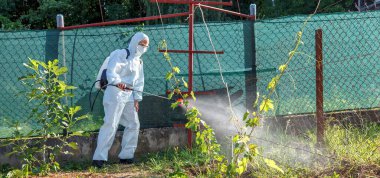 Koruyucu takım elbiseli, maske ve gözlüklü bahçıvan profesyonel bir spreycinin yardımıyla genç üzümlerin yapraklarına zararlı zararlılar, oidium ve diğer zararlılardan alınan böcek ilaçları ve mantar ilaçları veriyor. Genç fidelerin yaz tatili. Panora