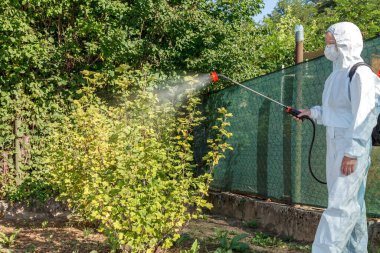Koruyucu takım elbiseli, maske ve gözlüklü bahçıvan, profesyonel bir spreycinin yardımıyla genç frenk üzümü çalılarının yapraklarına zararlı zararlı zararlılar, oidium ve diğer zararlılardan alınan mantar ilaçları veriyor. Genç fidelerin yaz tatili