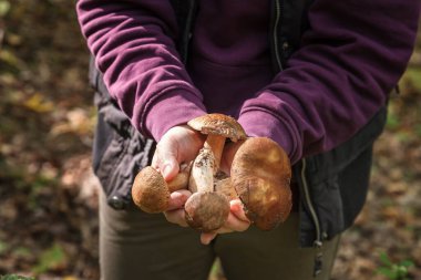 Bulbosus Boletus Edulis. Mantar koleksiyonu. Beyaz mantarlar bir kadının elinde