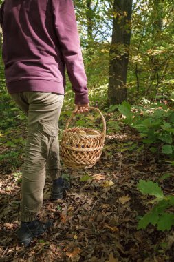Bulbosus Boletus Edulis. Mantar koleksiyonu. Beyaz mantarlar bir kadının elinde