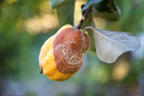 Rotten quince. Infected fruits of quince. Monilinia fructigena quince. Soft focus.