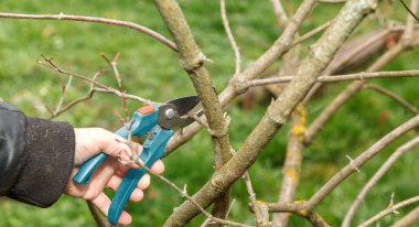 Fruit tree pruning. Garden scissors. Autumn pruning of fruit trees for sanitary reasons