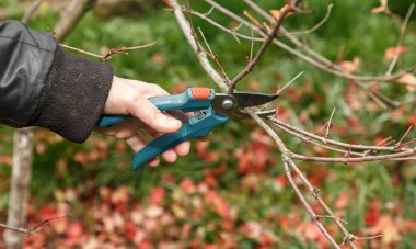 Meyve ağacı buduyor. Bahçe makası. Meyve ağaçlarının dallarının budanması hijyenik nedenlerle yapılır.