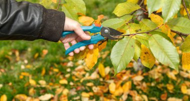 Fruit tree pruning. Garden scissors. An autumn pruning is necessary for sanitary reasons