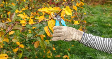 Fruit tree pruning. Garden scissors. Autumn pruning of fruit trees for sanitary reasons