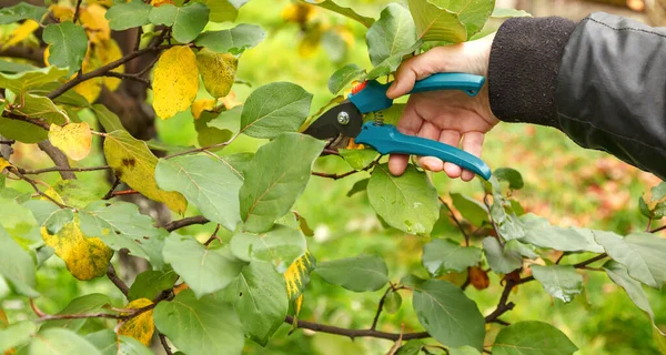 Fruit tree pruning. Garden scissors. As the autumn approaches, fruit trees need to be pruned for sanitary reasons
