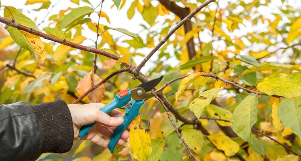 Fruit tree pruning. Garden scissors. Autumn pruning of fruit trees for sanitary reasons