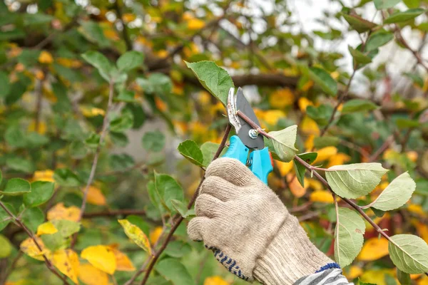Fruit tree pruning. Garden scissors. Cutting tree branches with a pair of garden scissors is a common task for a gardener
