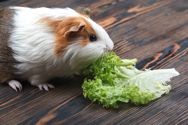 Guinea pig eating lettuce on a wooden table. Close-up