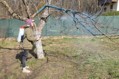 Koruyucu gözlüklü bir kadın, çiçek açan bir meyve ağacına mantar ilacı sıkıyor bitki ve böcek hastalıklarına karşı. Bahçede böcek ilacıyla şarj edilebilir sprey kullanılmış..