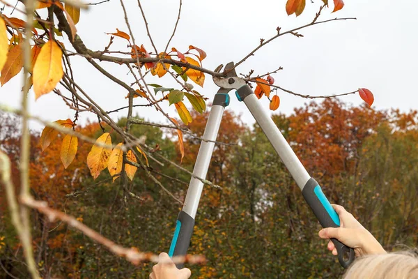 Pangkas Pohon Buah Taman Gunting Seorang Tukang Kebun Memotong Cabang — Stok Foto