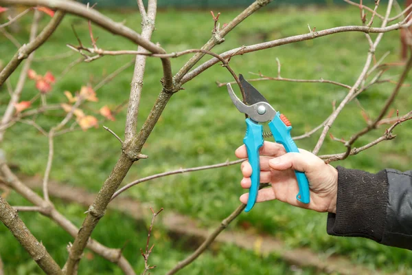 Fruit tree pruning. Garden scissors. Pruning of the branches of fruit trees during the autumn is considered sanitary