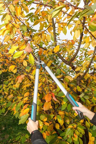 Pangkas Pohon Buah Taman Gunting Menjaga Kebersihan Pohon Buah Musim — Stok Foto