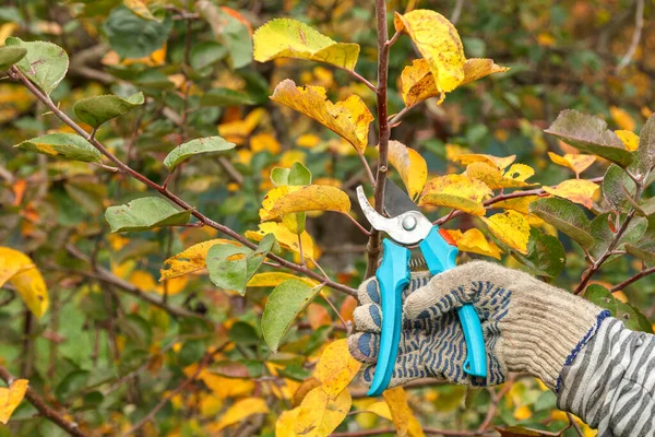 Pangkas Pohon Buah Taman Gunting Pada Musim Gugur Pohon Buah — Stok Foto