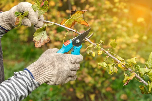 Fruit tree pruning. Garden scissors. Branches of fruit trees should be pruned in a sanitary manner