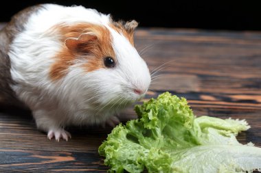 Guinea pig eating lettuce on a wooden table. Close-up