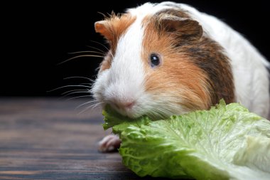 Guinea pig eating lettuce on a wooden table. Close-up
