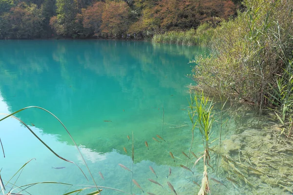 皮特维尔 加利福尼亚州 2016年9月13日 这是Plitvice湖国家自然保护区的一个湖泊 清澈碧绿的水和水深可见的鱼 — 图库照片