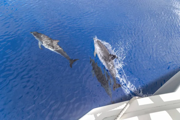 これは海の水面近くの船に付随するイルカのグループです — ストック写真