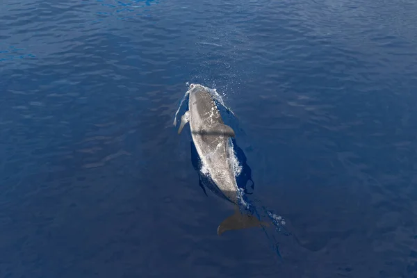 これは海の水面近くに動くイルカの背中です — ストック写真