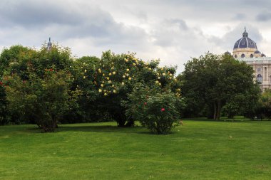 Vienna, AUSTRIA - 16 Mayıs 2019 Burası Volksgarten Parkı 'nın alışılmadık bir gül bahçesi olan bir bölümü..