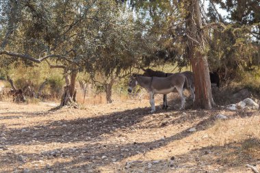 Bu ikisi, zeytin korusuna yakın bir yerde saklanan iki eşektir..