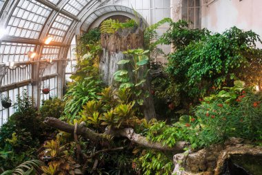 Vienna, AUSTRIA - 15 Mayıs 2019 Burası Kelebek Evi, Burggarten Park 'ın Palm Pavyonu' nda açıldı..