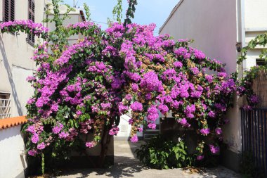 TRIBUNJ, CROATIA - 14 Eylül 2016: Hırvatistan 'da bir tatil beldesi caddesinde çiçek açan bir bougainvillea.